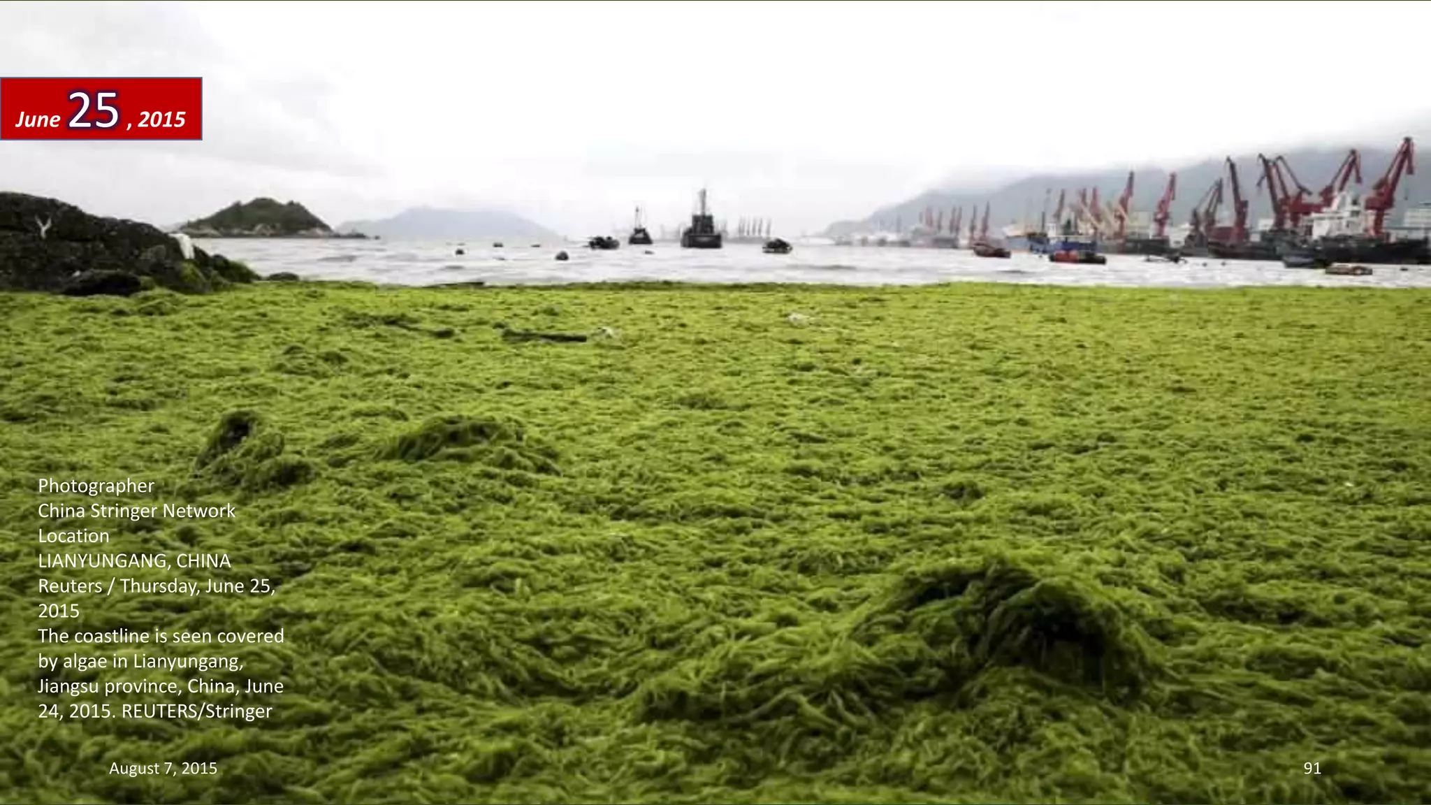 Photographer
China Stringer Network
Location
LIANYUNGANG, CHINA
Reuters / Thursday, June 25,
2015
The coastline is seen covered
by algae in Lianyungang,
Jiangsu province, China, June
24, 2015. REUTERS/Stringer
June 25, 2015
August 7, 2015 91
 