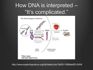 How DNA is interpreted –
“It’s complicated.”
http://www.exploringnature.org/db/detail.php?dbID=106&detID=2454
 