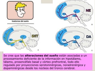 Se cree que las alteraciones del sueño están asociadas a un
procesamiento deficiente de la información en hipotálamo,
tálamo, prosencéfalo basal y córtex prefrontral, todo ello
regulado por proyecciones serotoninérgicas, noradrenérgica y
dopaminérgicas desde los núcleos del tronco cerebral.
 