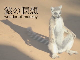 猿の瞑想wonder of monkey
 