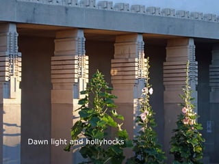 Dawn light and hollyhocks
 
