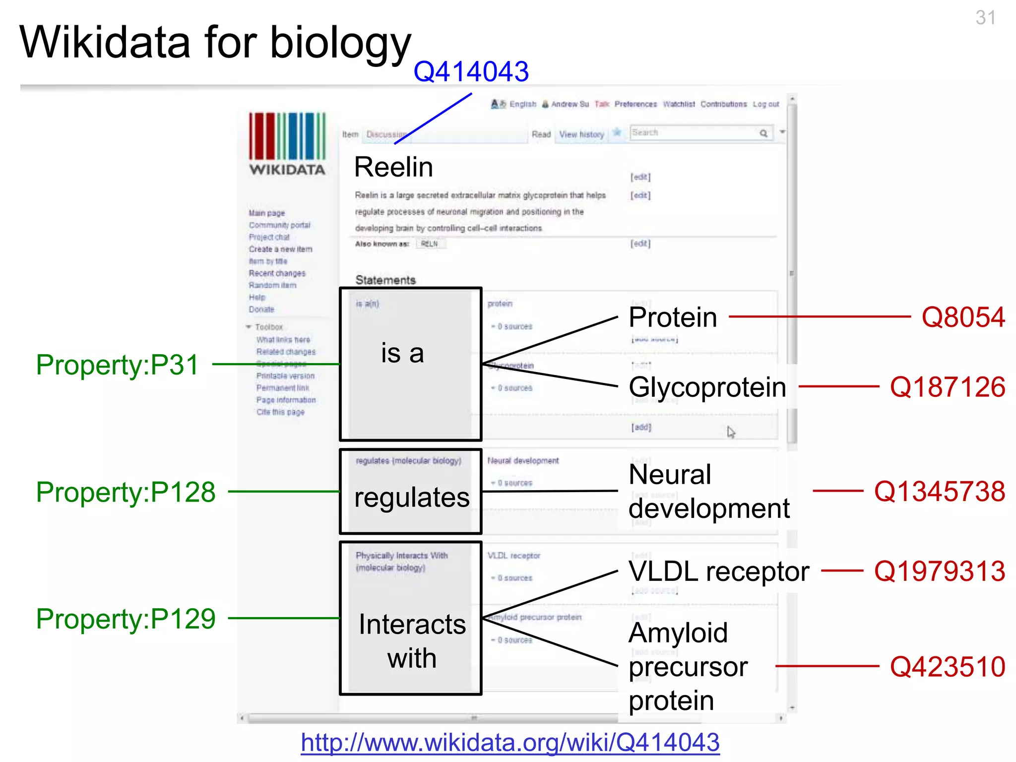 Wikidata for biology
31
is a
regulates
Interacts
with
Protein
Glycoprotein
Neural
development
VLDL receptor
Amyloid
precursor
protein
Property:P31
Property:P128
Property:P129
Q8054
Q187126
Q1345738
Q1979313
Q423510
Q414043
Reelin
http://www.wikidata.org/wiki/Q414043
 