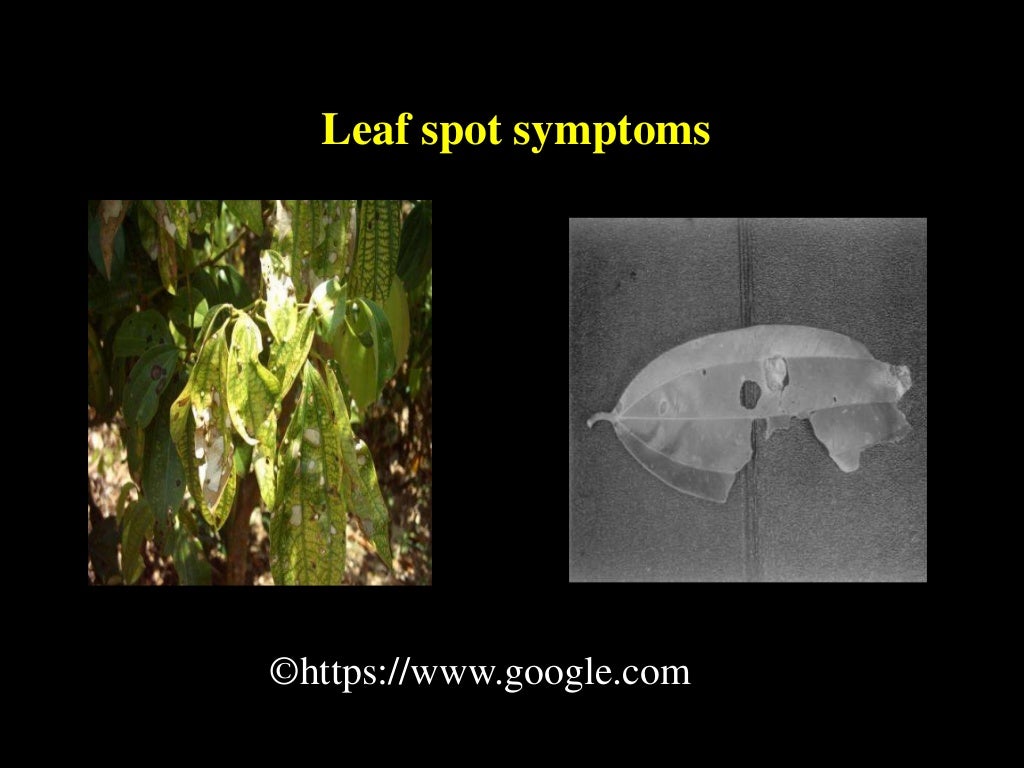 Diseases of cinnamon