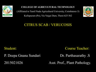 COLLEGE OF AGRICULTURAL TECHNOLOGY
(Affiliated to Tamil Nadu Agricultural University, Coimbatore-3)
Kullapuram (Po), Via Vaigai Dam, Theni-625 562
CITRUS SCAB / VERUCOSIS
Student: Course Teacher:
P. Deepa Gnana Sundari Dr. Parthasarathy .S
2015021026 Asst. Prof., Plant Pathology.
 
