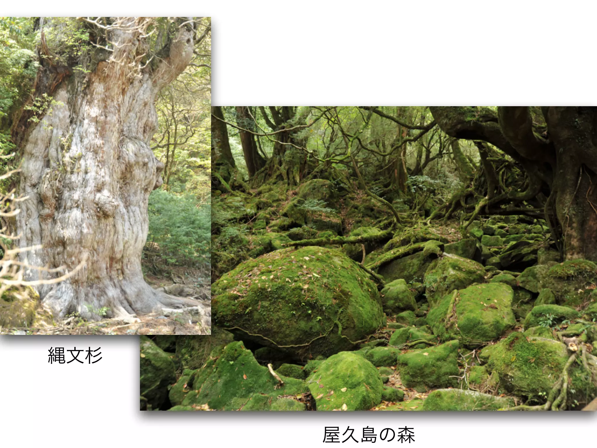 屋久島の森
縄文杉
 