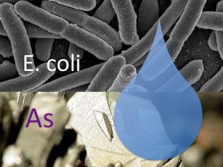 As
E. coli
 