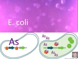 Prof. van der Meer, UNIL
As
E. coli
 