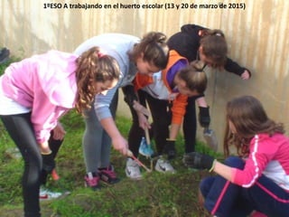 1ºESO A trabajando en el huerto escolar (13 y 20 de marzo de 2015)
 