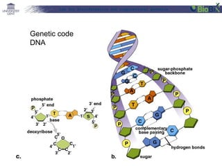 Lab for Bioinformatics and computational genomics
Genetic code
DNA
 