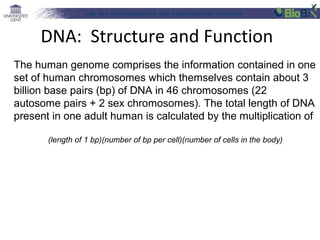 Lab for Bioinformatics and computational genomics
The human genome comprises the information contained in one
set of human chromosomes which themselves contain about 3
billion base pairs (bp) of DNA in 46 chromosomes (22
autosome pairs + 2 sex chromosomes). The total length of DNA
present in one adult human is calculated by the multiplication of
(length of 1 bp)(number of bp per cell)(number of cells in the body)
DNA: Structure and Function
 