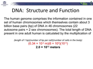 Lab for Bioinformatics and computational genomics
The human genome comprises the information contained in one
set of human chromosomes which themselves contain about 3
billion base pairs (bp) of DNA in 46 chromosomes (22
autosome pairs + 2 sex chromosomes). The total length of DNA
present in one adult human is calculated by the multiplication of
(length of 1 bp)(number of bp per cell)(number of cells in the body)
(0.34 × 10-9
m)(6 × 109
)(1013
)
2.0 × 1013
 meters
DNA: Structure and Function
 