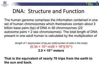 Lab for Bioinformatics and computational genomics
The human genome comprises the information contained in one
set of human chromosomes which themselves contain about 3
billion base pairs (bp) of DNA in 46 chromosomes (22
autosome pairs + 2 sex chromosomes). The total length of DNA
present in one adult human is calculated by the multiplication of
(length of 1 bp)(number of bp per cell)(number of cells in the body)
(0.34 × 10-9
m)(6 × 109
)(1013
)
2.0 × 1013
 meters
That is the equivalent of nearly 70 trips from the earth to 
the sun and back.
DNA: Structure and Function
 