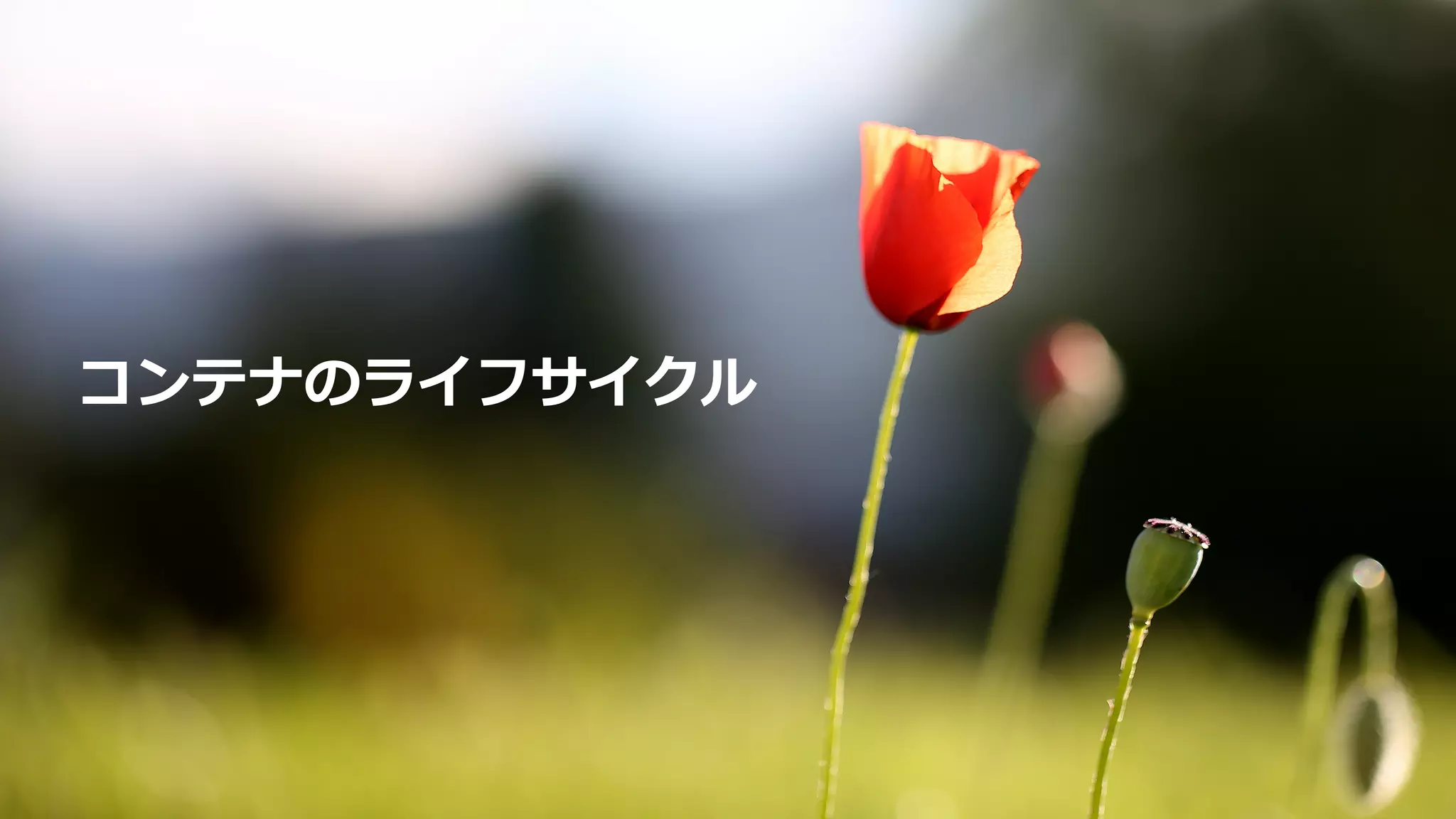 コンテナのライフサイクル
 