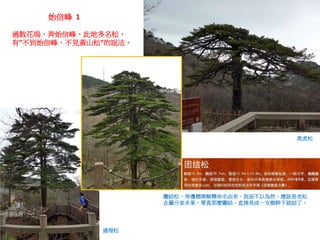 過散花塢，奔始信峰，此地多名松，
有”不到始信峰，不見黃山松”的說法。
連理松
團結松，旁邊標牌解釋命名由來，我卻不以為然，應該是老松
企圖分家未果，要真那麼團結，直接長成一支樹幹不就結了。
黑虎松
始信峰 1
 