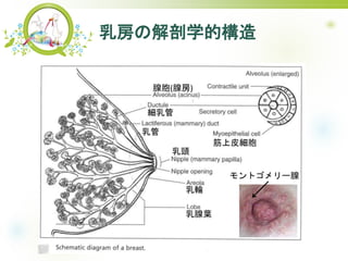 乳房の解剖学的構造
腺胞(腺房)
乳輪
乳頭
乳管
筋上皮細胞
細乳管
乳腺葉
モントゴメリー腺
 