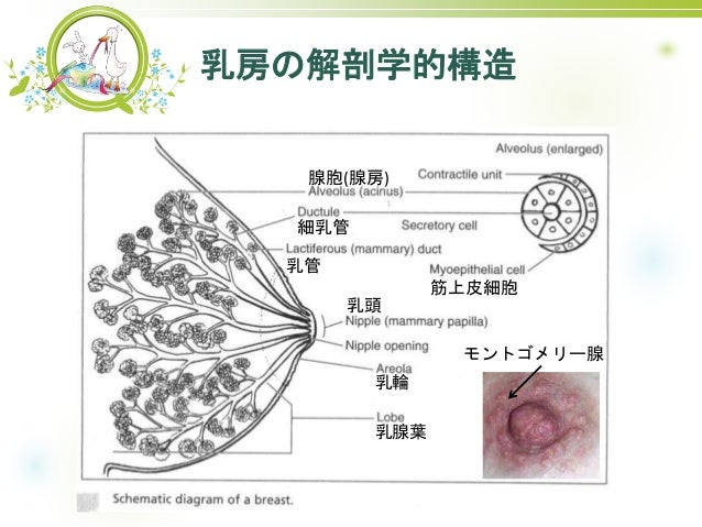 高槻病院院内学習会15 乳房の解剖と母乳分泌の生理