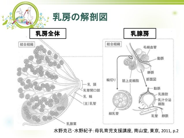 高槻病院院内学習会15 乳房の解剖と母乳分泌の生理