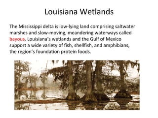 Louisiana Wetlands
The Mississippi delta is low-lying land comprising saltwater
marshes and slow-moving, meandering waterways called
bayous. Louisiana’s wetlands and the Gulf of Mexico
support a wide variety of fish, shellfish, and amphibians,
the region’s foundation protein foods.
 