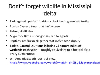Dont’t forget wildlife in Mississipi
delta
• Endangered species: louisiana black bear, green sea turtle,
• Plants: Cypress trees that we’ve seen
• Fishes, shellfishes
• Migratory Birds: snow gooses, white egrets
• Reptiles: américan alligators that we’ve seen closely
• Today, Coastal Louisiana is losing 24 square miles of
wetlands each year — roughly equivalent to a football field
every 30 minutes!!!
• Dr Amanda Staudt point of view:
https://www.youtube.com/watch?v=tqM4-dHSjSU&feature=player
 