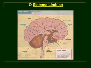 O Sistema Límbico
 