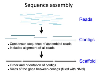 Sequence assembly
Reads
Scaffold
 Order and orientation of contigs
 Sizes of the gaps between contigs (filled with NNN)
Contigs
 Consensus sequence of assembled reads
 Includes alignment of all reads
 