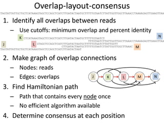 1. Identify all overlaps between reads
– Use cutoffs: minimum overlap and percent identity
2. Make graph of overlap connections
– Nodes: reads
– Edges: overlaps
3. Find Hamiltonian path
– Path that contains every node once
– No efficient algorithm available
4. Determine consensus at each position
TTTGTAATCTTATTGGTTGGCTTAAACCTAAAAGAGTTGAAGTTAA
Overlap-layout-consensus
CTAGTATTATTGCTGCTCATAAAGTAGCTCCAGCTCATCTTGATACTAAT
CTCATAAAGTAGCTCCAGCTCATCTTGATACTAATGCTTTTTGTAATCT
GTAGCTCCAGCTCATCTTGATACTAATGCTTTTTGTAATCTTATTGGTT
CTTGATACTAATGCTTTTTGTAATCTTATTGGTTGGCTTAAAC
K N
LJ
M
K NLJ M
CTAGTATTATTGCTGCTCATAAAGTAGCTCCAGCTCATCTTGATACTAATGCTTTTTGTAATCTTATTGGTTGGCTTAAACCTAAAAGAGTTGAAGTTAA
 