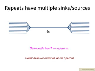 Repeats have multiple sinks/sources
16s
Salmonella has 7 rrn operons
Salmonella recombines at rrn operons
Helm and Maloy
 