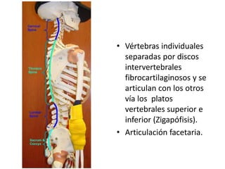 • Vértebras individuales
separadas por discos
intervertebrales
fibrocartilaginosos y se
articulan con los otros
vía los pl...