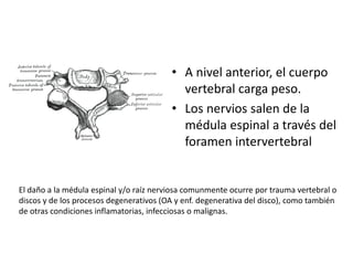 • A nivel anterior, el cuerpo
vertebral carga peso.
• Los nervios salen de la
médula espinal a través del
foramen interver...