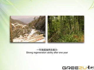 一年後超強再生能力
Strong regeneration ability after one year
 
