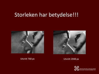 Storleken har betydelse!!!
Utsnitt 768 px Utsnitt 2048 px
 