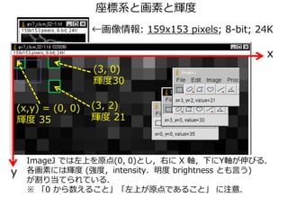 座標系と画素と輝度
←画像情報: 159x153 pixels; 8-bit; 24K
y
x
(x,y) = (0, 0)
輝度 35
(3, 0)
輝度30
(3, 2)
輝度 21
ImageJ では左上を原点(0, 0)とし，右に X 軸，下にY軸が伸びる．
各画素には輝度 (強度，intensity．明度 brightness とも言う)
が割り当てられている．
※ 「0 から数えること」「左上が原点であること」 に注意．
 