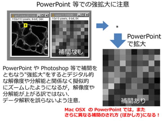 PowerPoint 等での強拡大に注意
PowerPoint や Photoshop 等で補間を
ともなう"強拡大"をするとデジタル的
な解像度や分解能と関係なく擬似的
にズームしたようになるが，解像度や
分解能が上がる訳ではない．
データ解釈を誤らないよう注意．
PowerPoint
で拡大
補間なし
補間あり
Mac OSX の PowerPoint では，また
さらに異なる補間のされ方 (ぼかし方)になる！
 
