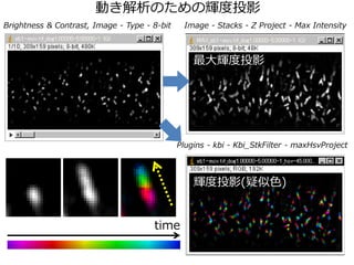 Brightness & Contrast, Image - Type - 8-bit
動き解析のための輝度投影
Image - Stacks - Z Project - Max Intensity
最大輝度投影
Plugins - kbi - Kbi_StkFilter - maxHsvProject
輝度投影(疑似色)
time
 