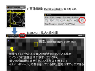 ←画像情報: 159x153 pixels; 8-bit; 24K
(3200%) ： 拡大・縮小率
画像ウインドウ左上に青い枠が表示されている場合，
ウインドウに画像全域が収まっていない。
(青い四角は現在表示されている部分を示す。)
→ 「ハンドツール」で表示されている部分を動かすことができる
159
153
画素, pixel (picture element)
 