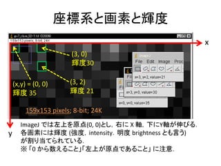 159x153 pixels; 8-bit; 24K
y
x
(x,y) = (0, 0)
輝度 35
(3, 0)
輝度30
(3, 2)
輝度 21
ImageJ では左上を原点(0, 0)とし，右に X 軸，下にY軸が伸びる．
各画素には輝度 (強度，intensity．明度 brightness とも言う)
が割り当てられている．
※ 「0 から数えること」「左上が原点であること」 に注意．
座標系と画素と輝度
 