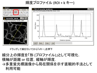 輝度プロファイル (ROI + k キー)
線分上の輝度を「形 (プロファイル)」として可視化．
横軸が距離 or 位置，縦軸が輝度．
→多重蛍光標識像から局在関係を示す直観的手法として
利用可能
ドラッグして線を引いてから「kキー」を押下
 