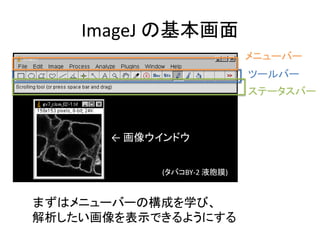 ImageJ の基本画面
(タバコBY-2 液胞膜)
← 画像ウインドウ
メニューバー
ツールバー
ステータスバー
まずはメニューバーの構成を学び、
解析したい画像を表示できるようにする
 