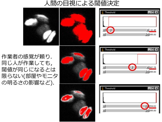 ImageJを使った画像解析実習〜2値化・領域抽出〜