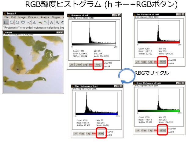Imagejを使った画像解析実習 2値化 領域抽出
