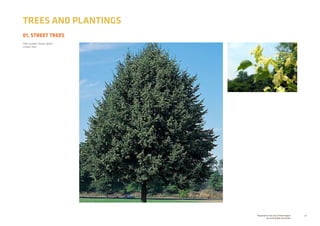 28Prepared for the City of Stonnington
by rushwright associates
01. STREET TREES
TREES AND PLANTINGS
Tilia cordata ‘Green Spire’
Linden Tree
 