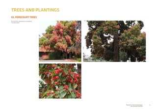 29Prepared for the City of Stonnington
by rushwright associates
02. FORECOURT TREES
TREES AND PLANTINGS
Brachychiton populneus x acerifolius
‘Jerilderie Red’
 