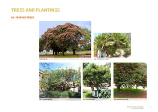 31Prepared for the City of Stonnington
by rushwright associates
04. FEATURE TREES
TREES AND PLANTINGS
04A. Ceiba sp.
04C. Cussonia spicata
04B. Chamaerops humilis
04D. Ficus platypoda 04E. Erythrina crista-galli
 