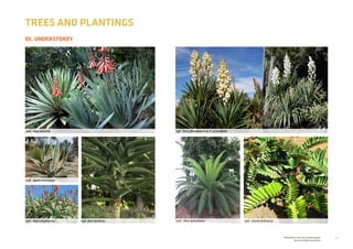 32Prepared for the City of Stonnington
by rushwright associates
05. UNDERSTOREY
TREES AND PLANTINGS
05F. Yucca filamentosa or Y. recurvifolia05A. Aloe plicatilis
05B. Agave americana
05D. Aloe arborescens 05E. Aloe barberae 05G. Dion spinulosum 05H. Zamia furfuracea
 