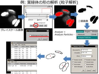 : ~vΤν (ӽ)

쥤`뻭
Analyze >
Analyze Particles
 