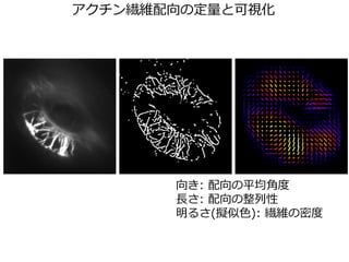 󿍾Sζȿҕ
: ƽǶ
L: 
뤵(Mɫ): άܶ
 