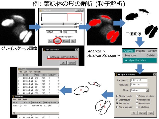 Imagejを使った画像解析実習 数 形態 分布の解析