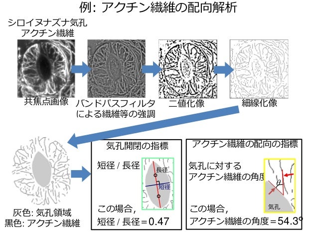 Imagejを使った画像解析実習 数 形態 分布の解析