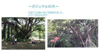 ～ガジュマルの木～
大きくて力強い木に圧倒されました。
パワーをもらえます。
 