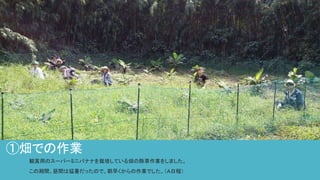 ①畑での作業
観賞用のスーパーミニバナナを栽培している畑の除草作業をしました。
この期間、昼間は猛暑だったので、朝早くからの作業でした。（Ａ日程）
 